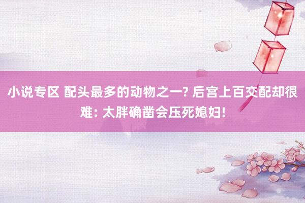 小说专区 配头最多的动物之一? 后宫上百交配却很难: 太胖确凿会压死媳妇!
